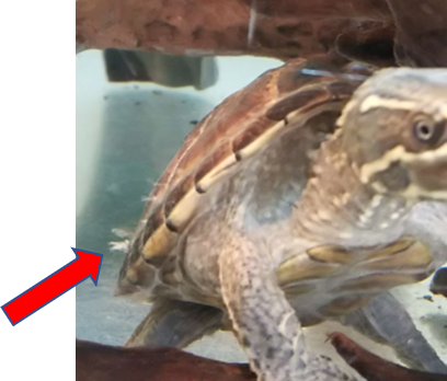 ミシシッピニオイガメ ミシニの脱皮 亀の歩み 夫婦ブログ